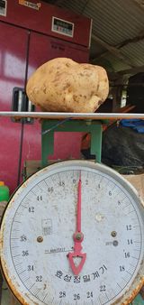 팜모닝 감자·자유게시판 게시글 이미지