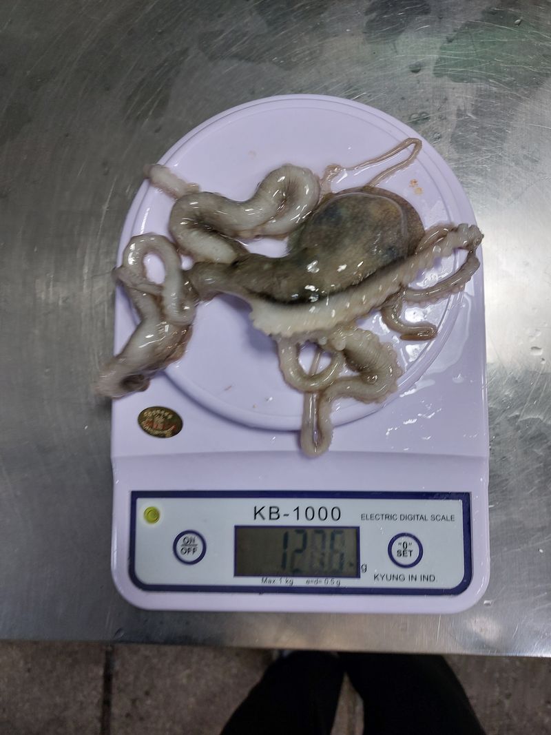 장터 상품 [무안신안목포 산낙지 중소낙지] 썸네일