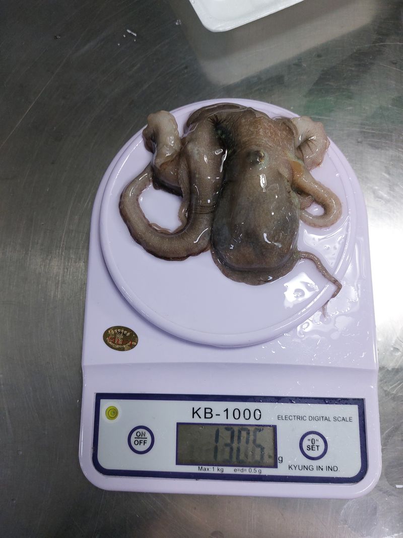 목포제주수산님의 장터 판매 상품 [무안신안목포 산낙지 중소낙지] 첨부 사진