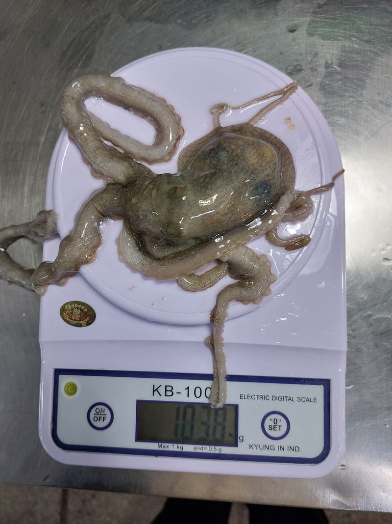 목포제주수산님의 장터 판매 상품 [무안신안목포 산낙지 중소낙지] 첨부 사진