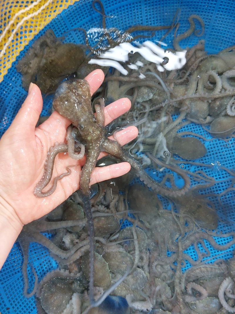 목포제주수산님의 장터 판매 상품 [무안신안목포 산낙지 중소낙지] 첨부 사진