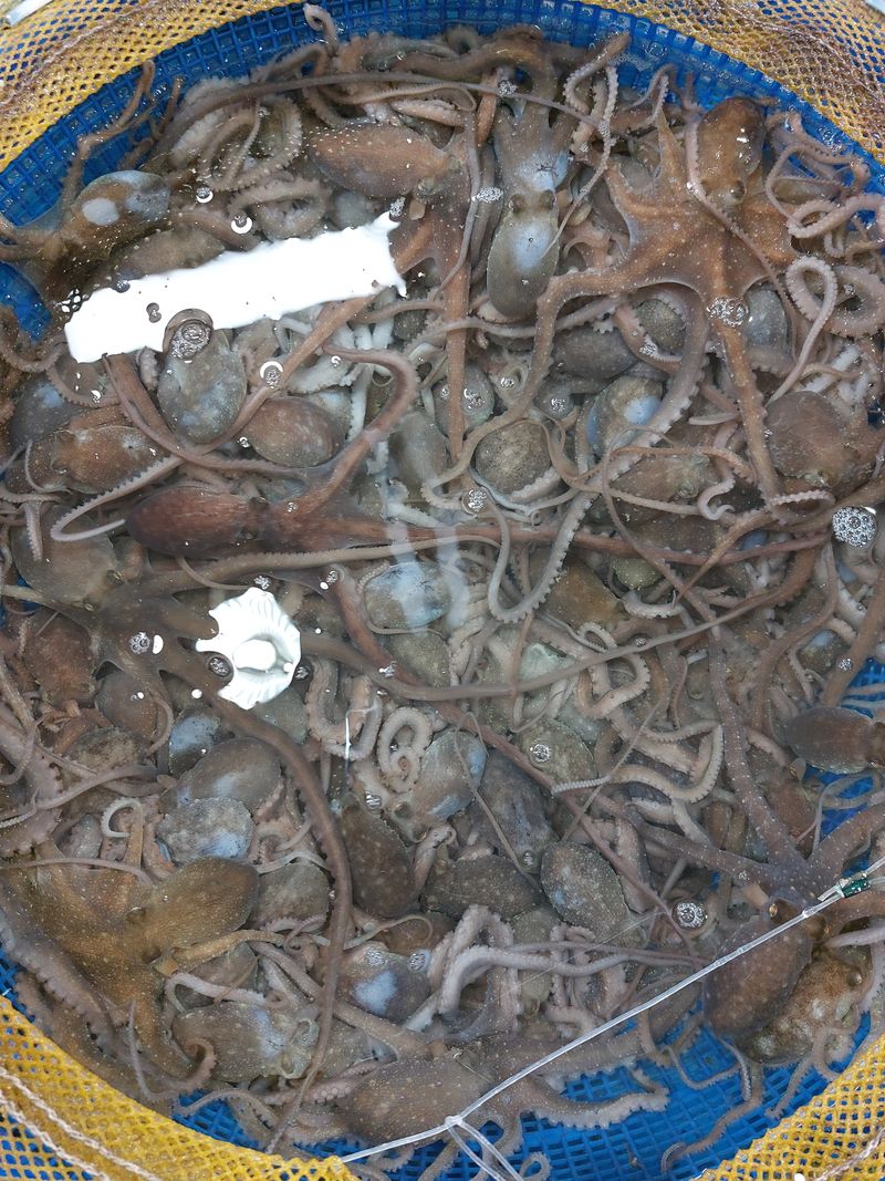 목포제주수산님의 장터 판매 상품 [무안신안목포 산낙지 중소낙지] 첨부 사진