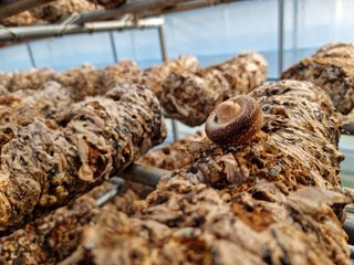 이병훈님의 버섯 · 일상 작성글 사진