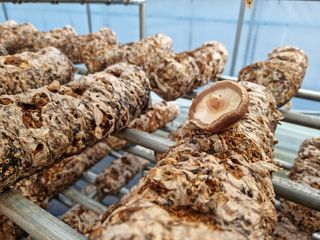 이병훈님의 버섯 · 일상 작성글 사진