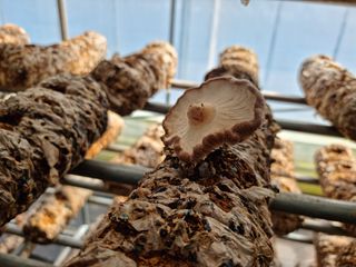 이병훈님의 버섯 · 일상 작성글 사진