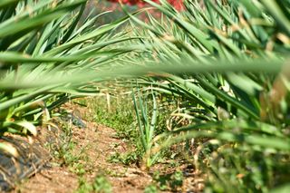 산 아래님의 마늘 · 일상 작성글 사진
