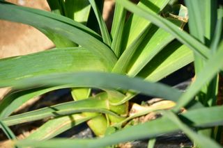 산 아래님의 마늘 · 일상 작성글 사진