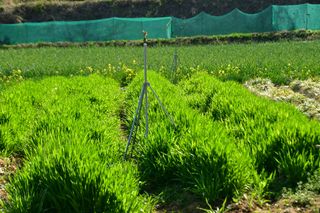 산 아래님의 마늘 · 일상 작성글 사진