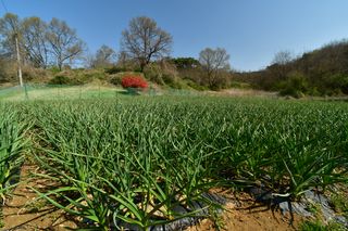 산 아래님의 마늘 · 일상 작성글 사진