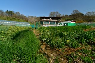 산 아래님의 마늘 · 일상 작성글 사진