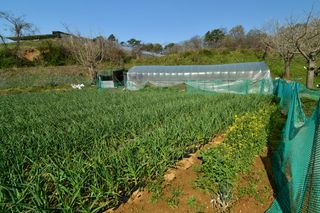 산 아래님의 마늘 · 일상 작성글 사진