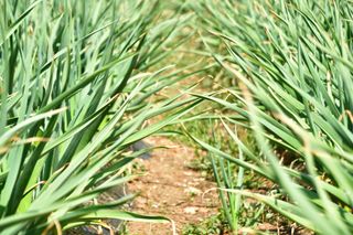 산 아래님의 마늘 · 일상 작성글 사진