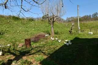 산 아래님의 마늘 · 일상 작성글 사진