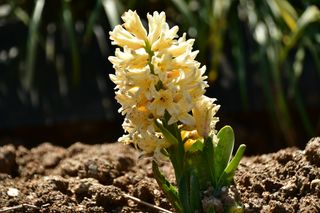 산 아래님의 마늘 · 일상 작성글 사진