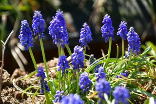 산 아래님의 마늘 · 일상 작성글 사진