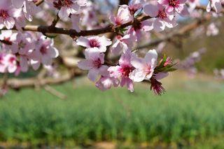 산 아래님의 마늘 · 일상 작성글 사진