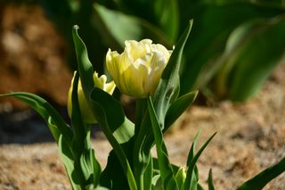 산 아래님의 마늘 · 일상 작성글 사진