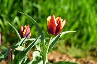 산 아래님의 마늘 · 일상 작성글 사진