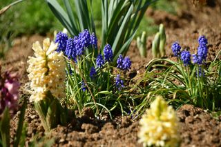 산 아래님의 마늘 · 일상 작성글 사진