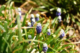 산 아래님의 마늘 · 일상 작성글 사진
