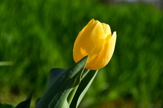 산 아래님의 마늘 · 일상 작성글 사진