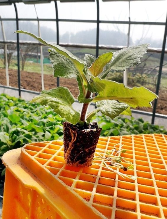 장터 상품 [<마감>야콘모종5000주] 썸네일