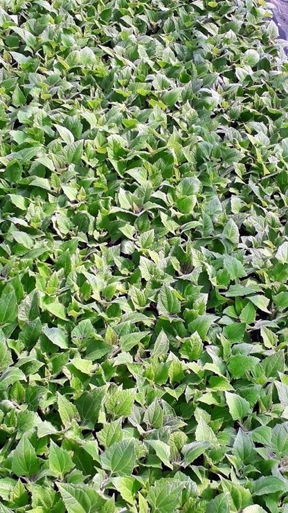 농부의아내님의 장터 판매 상품 [<마감>야콘모종5000주] 첨부 사진