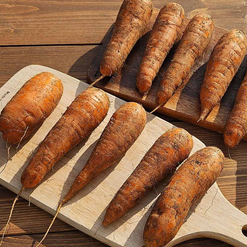 프룻하늬님의 장터 판매 상품 [[할인중] 당근 중사이즈 3kg 5kg 10kg] 첨부 사진