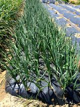 팜모닝 양파·자유게시판 게시글 이미지