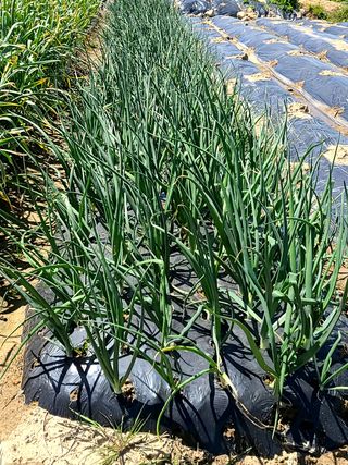 박정희님의 양파 · 자유게시판 작성글 사진