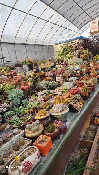 포도10428님의 기타작물 · 자유게시판 작성글 사진