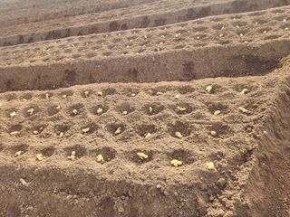 it농부님의 기타작물 · 자유게시판 작성글 사진