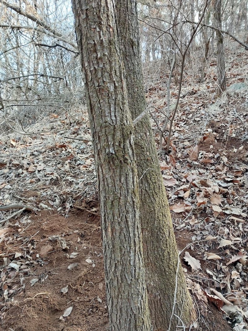 김봉호님의 장터 판매 상품 [자연산 유근피(건재)] 첨부 사진