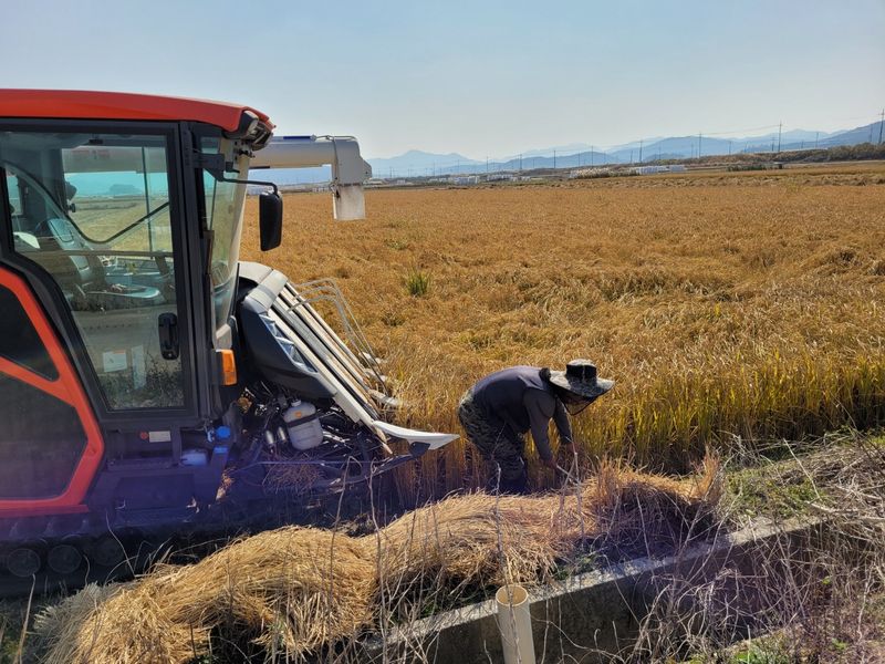 김영진(전남영광)님의 장터 판매 상품 [일반쌀 20kg 판매해요] 첨부 사진