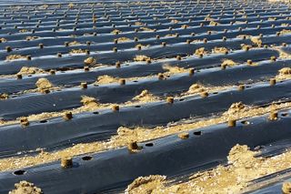 정진해님의 고추 · 토양준비 작성글 사진