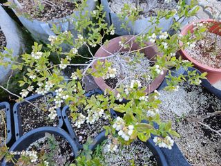 신강우님의 블루베리 · 자유게시판 작성글 사진