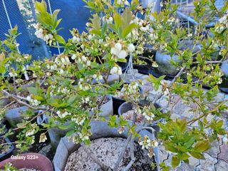 신강우님의 블루베리 · 자유게시판 작성글 사진