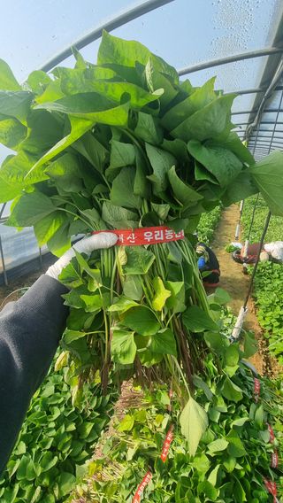 김동수님의 고구마 · 자유게시판 작성글 사진