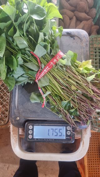 김동수님의 고구마 · 자유게시판 작성글 사진