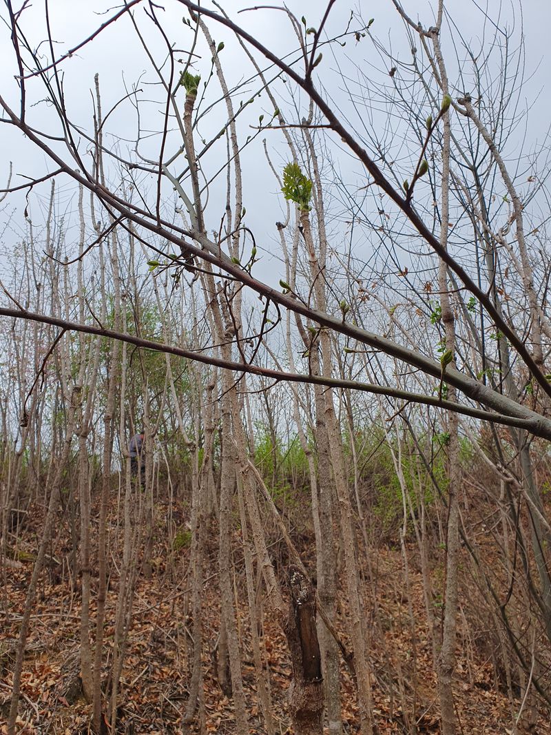 장터 상품 [산두릅2k  50000] 썸네일