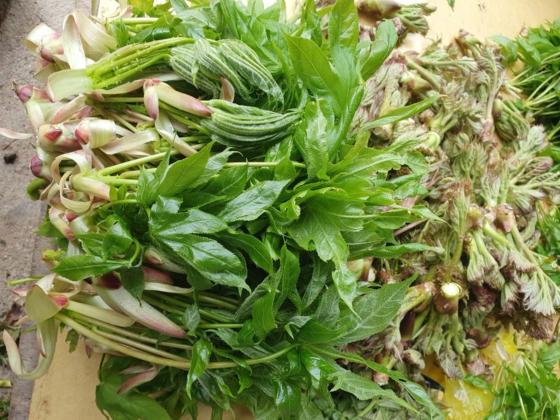 예천토종꿀벌 님의 장터 판매 상품 [산두릅2k  50000] 첨부 사진