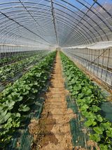 팜모닝 호박·자유게시판 게시글 이미지