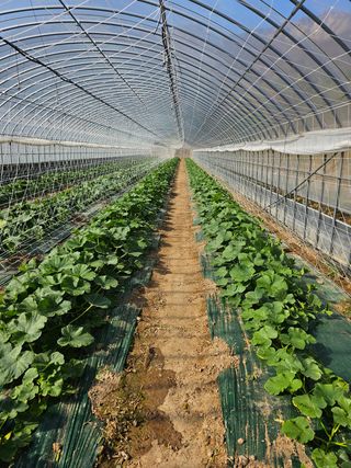 김중혁님의 호박 · 자유게시판 작성글 사진