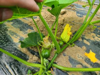 노고단님의 호박 · 자유게시판 작성글 사진