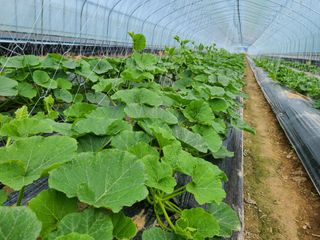 노고단님의 호박 · 자유게시판 작성글 사진