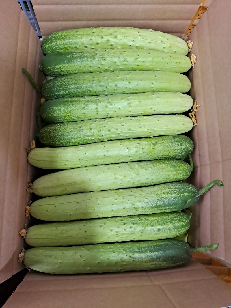 성기철님의 장터 판매 상품 [백다다기오이 50개] 첨부 사진