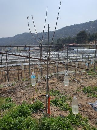 최영준님의 사과 · 품질 향상 작성글 사진