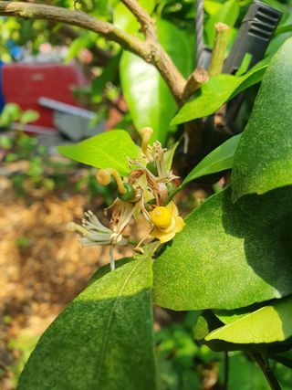 샤인과 황금향님의 귤 · 비료•농약 작성글 사진