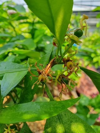 샤인과 황금향님의 귤 · 비료•농약 작성글 사진