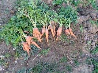 김현숙님의 배추 · 자연재해•동물피해 작성글 사진